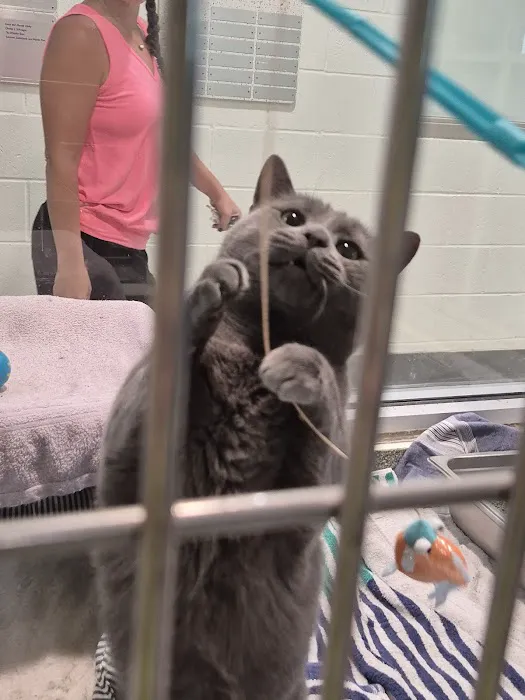 Noble Family Animal Care & Adoption Center Picture 6