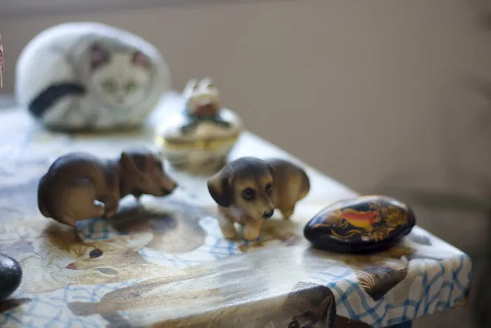 Alternative Veterinary Services LLC Picture 7