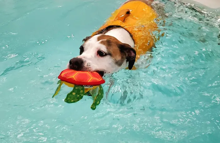 Good Dog Aquatic Fitness Picture 2