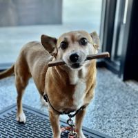 East Mill Animal Hospital ico