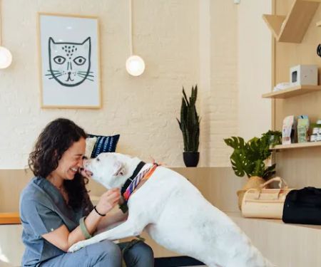 Bond Vet - Lynnfield
