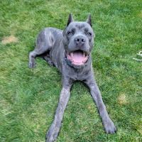 Park Street Veterinary Clinic ico