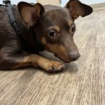 Veterinary Urgent Care Center - Saugus