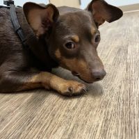Veterinary Urgent Care Center - Saugus ico