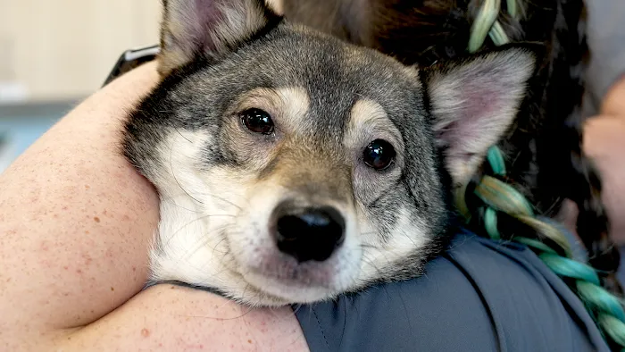 Veterinary Urgent Care Center - Saugus Picture 3