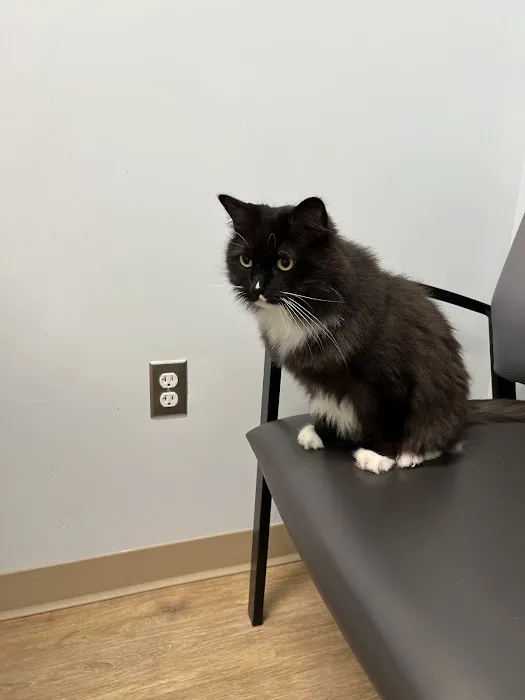 Veterinary Urgent Care Center - Saugus Picture 9