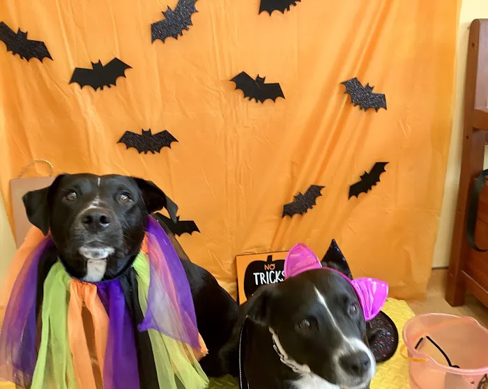 Saugus Animal Hospital Picture 8