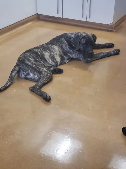 Saugus Animal Hospital Picture 5