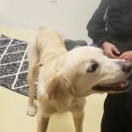 Our Family Veterinary Services