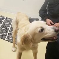 Our Family Veterinary Services ico