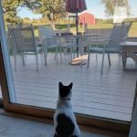 Fur and Feathers Veterinary Care