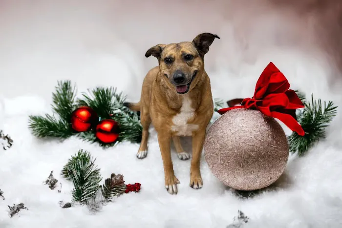 Fur and Feathers Veterinary Care Picture 8