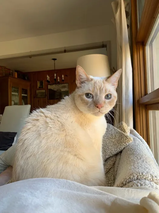 The Cat Doctor Picture 2