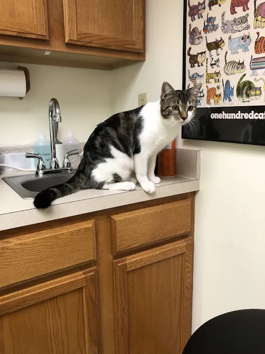 The Cat Doctor Picture 3