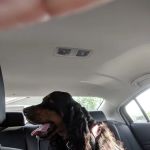 Chenango Animal Hospital: Gaylord Maureen DVM