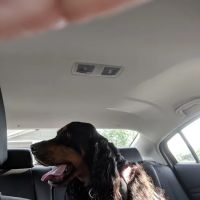 Chenango Animal Hospital: Gaylord Maureen DVM ico