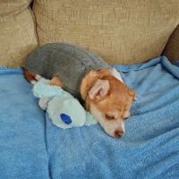 Chenango Animal Hospital ico