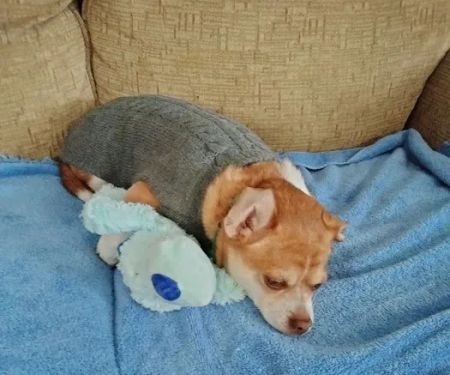Chenango Animal Hospital