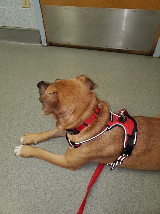 Allen Veterinary Hospital Picture 5