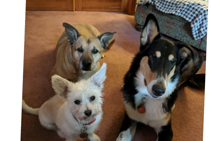 Sweet Valley Veterinary Clinic Picture 7