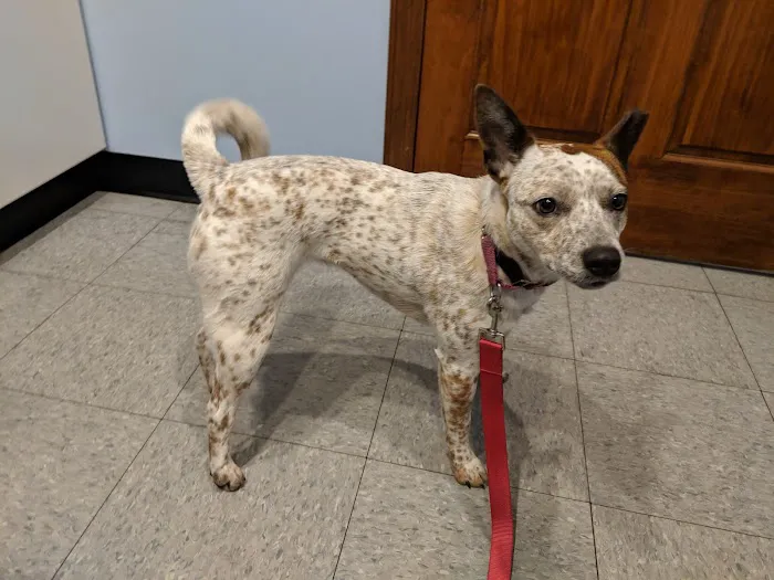 Sweet Valley Veterinary Clinic Picture 10