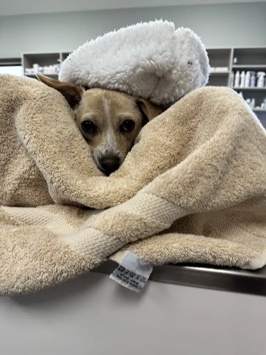 West Lehigh Veterinary Care Picture 9