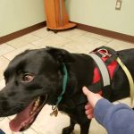 Kutztown Animal Hospital