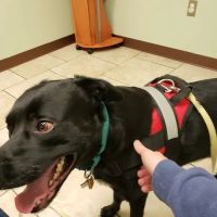 Kutztown Animal Hospital ico
