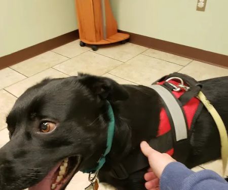 Kutztown Animal Hospital