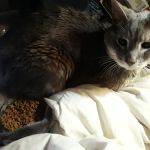 River Run Veterinary Hospital