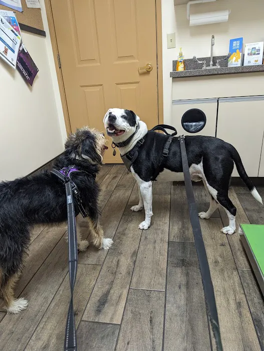 Anthracite Animal Clinic Picture 3