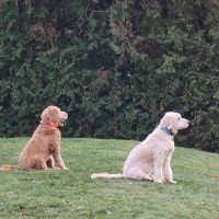 Anthracite Animal Clinic ico
