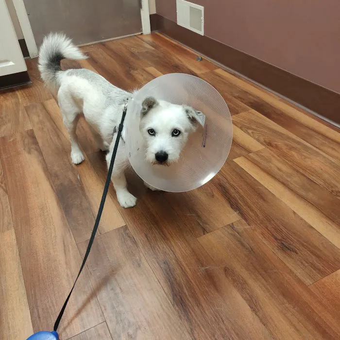 Mountain Shadow Veterinary Hospital Picture 3