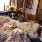 Alpine Animal Clinic