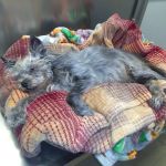 St. Francis Animal Clinic