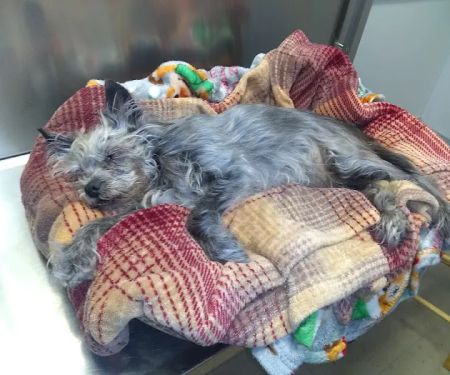 St. Francis Animal Clinic