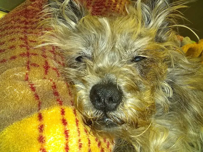 St. Francis Animal Clinic Picture 2