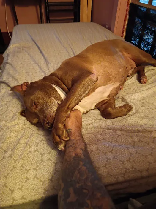 St. Francis Animal Clinic Picture 7