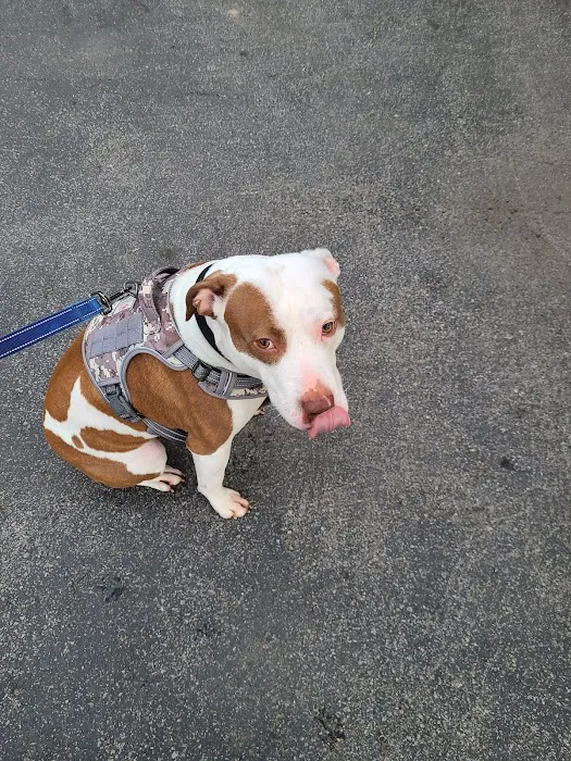 Susquehanna Trail Animal Hospital Picture 6