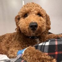 Animal Emergency Center ico