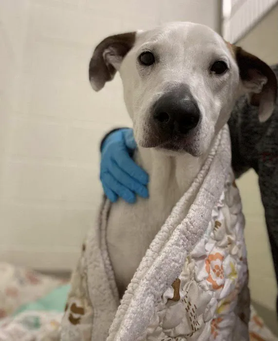 Animal Emergency Center Picture 9