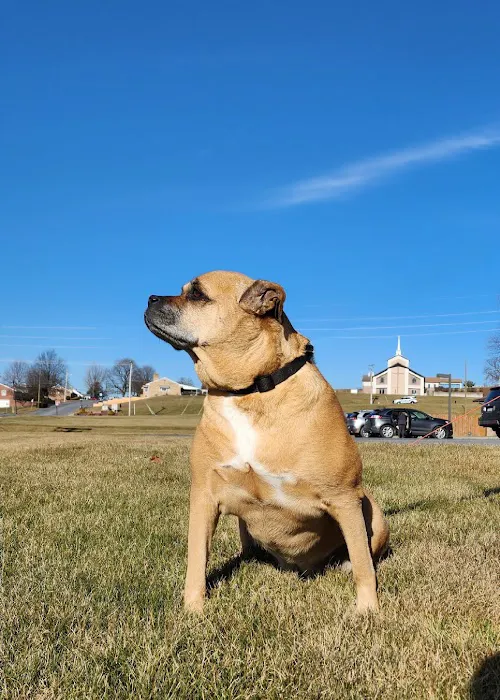 Leesport Animal Hospital Picture 7