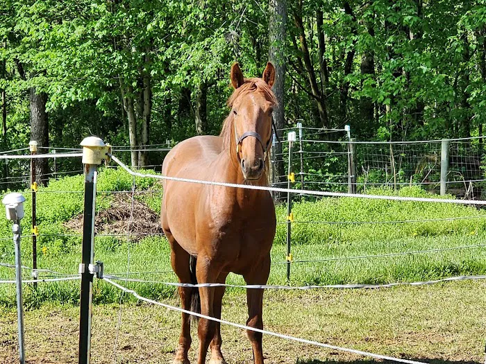 Lutz Veterinary Service Picture 6