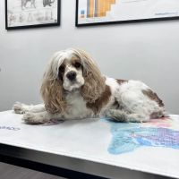 The Pet Mechanic Fishtown ico