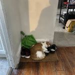 Fishtown Animal Hospital