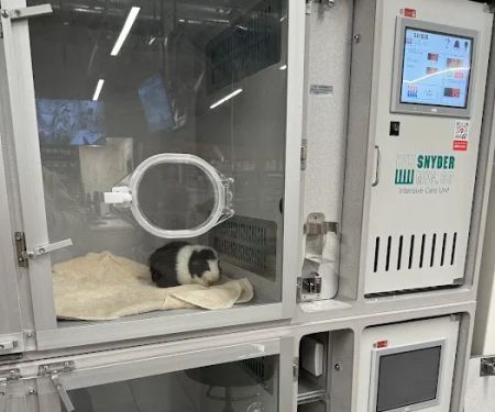 Veterinary Emergency Group