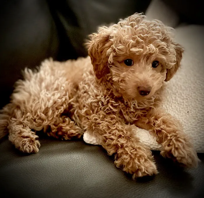Heart + Paw Picture 7