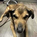 2nd Street Animal Hospital & Exotic Clinic
