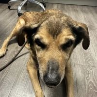 2nd Street Animal Hospital & Exotic Clinic ico