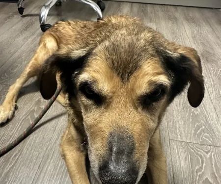 2nd Street Animal Hospital & Exotic Clinic